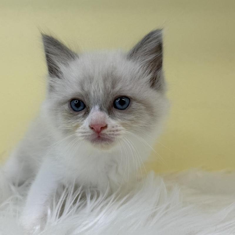 販売中の埼玉県のラグドール-135904の4枚目