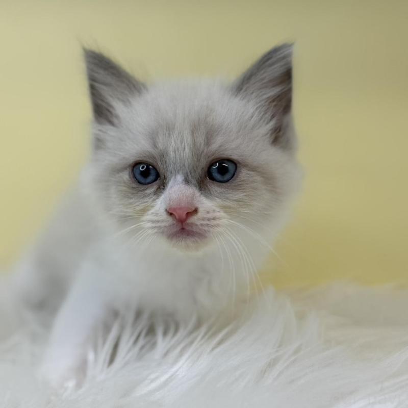 販売中の埼玉県のラグドール-135904の3枚目