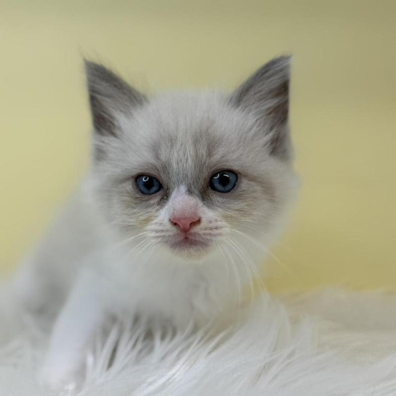 販売中の埼玉県のラグドール-135904の2枚目