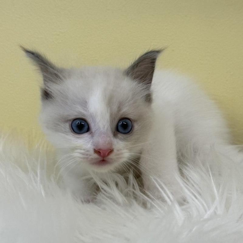 販売中の埼玉県のラグドール-135905の4枚目