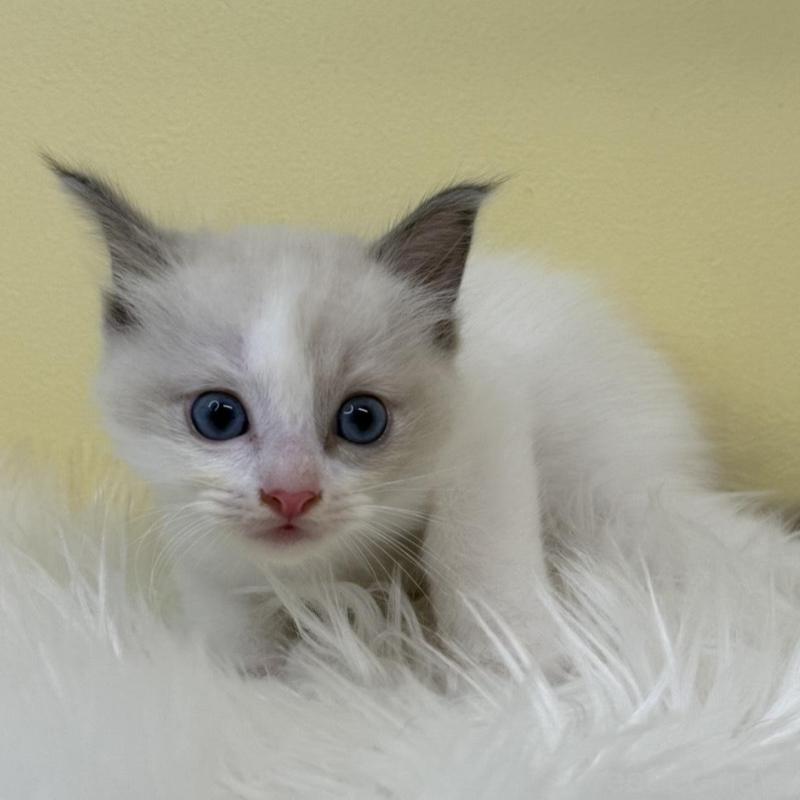 販売中の埼玉県のラグドール-135905の3枚目