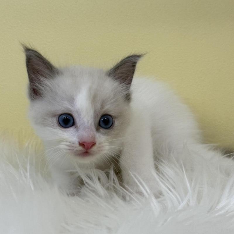 販売中の埼玉県のラグドール-135905の1枚目