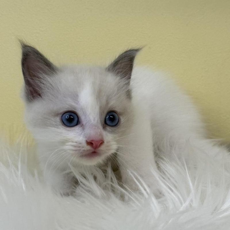 販売中の埼玉県のラグドール-135905の2枚目