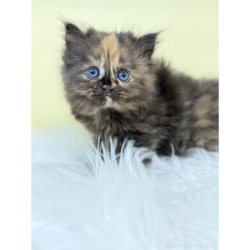 販売中の埼玉県のサイベリアン-135906の4枚目