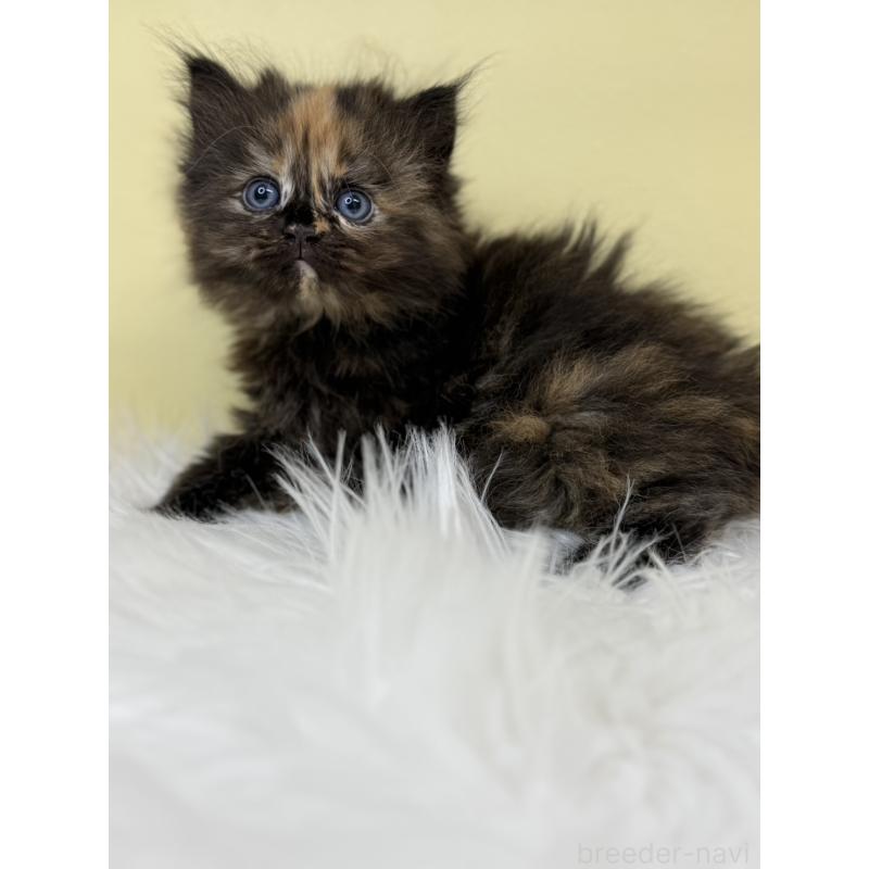 販売中の埼玉県のサイベリアン-135906の3枚目