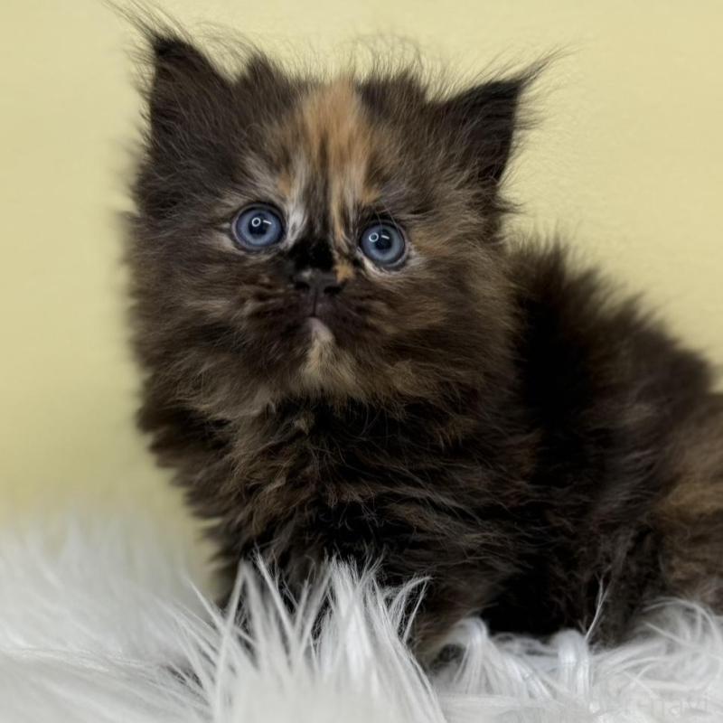 販売中の埼玉県のサイベリアン-135906の1枚目