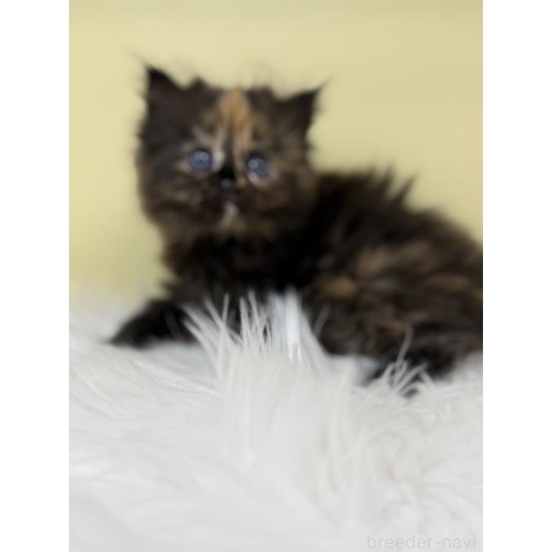 販売中の埼玉県のサイベリアン-135906の2枚目