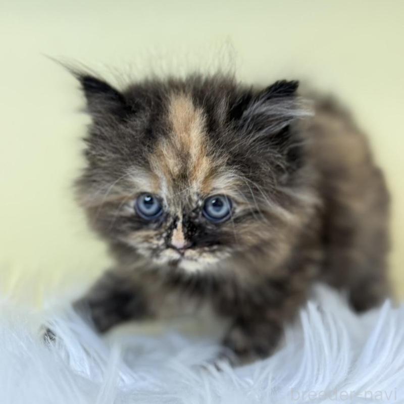 販売中の埼玉県のサイベリアン-135907の4枚目