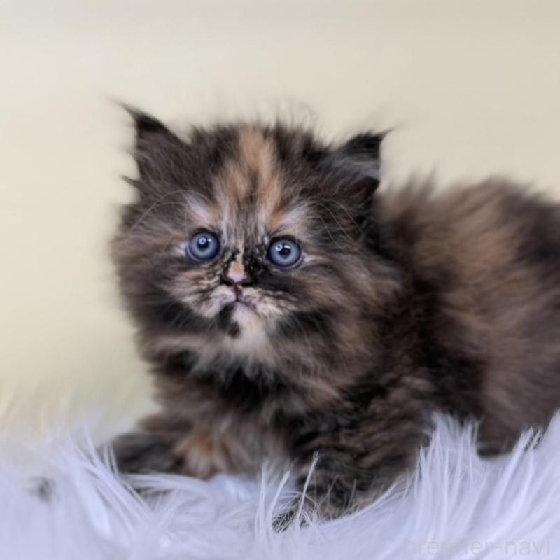 販売中の埼玉県のサイベリアン-135907の1枚目