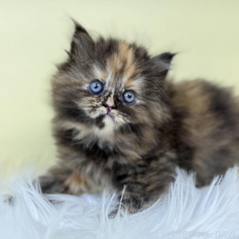 販売中の埼玉県のサイベリアン-135907の2枚目