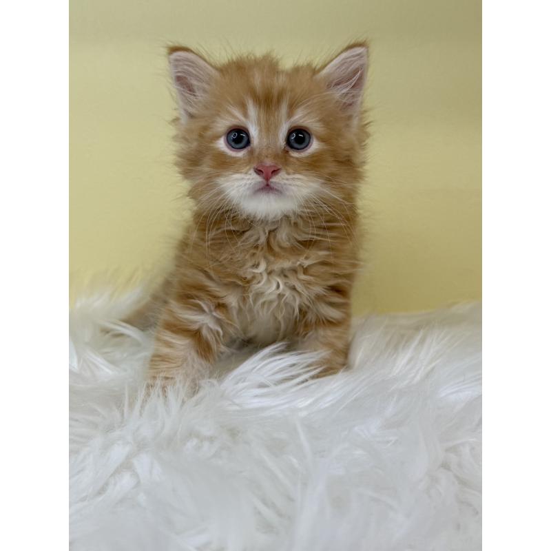 販売中の埼玉県のサイベリアン-135909の4枚目