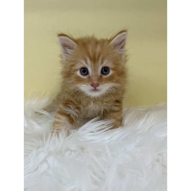 販売中の埼玉県のサイベリアン-135909の3枚目