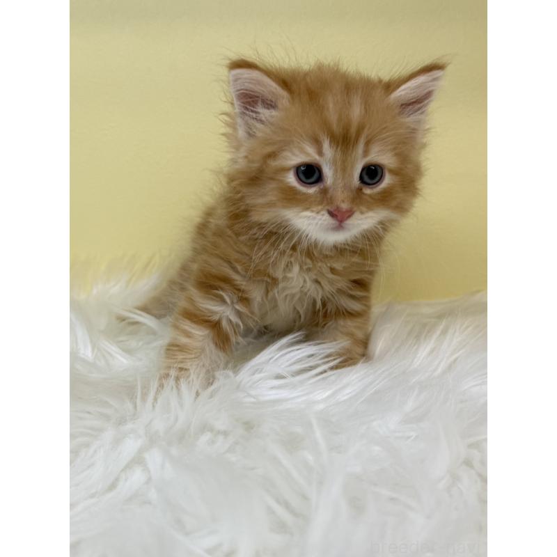 販売中の埼玉県のサイベリアン-135909の2枚目