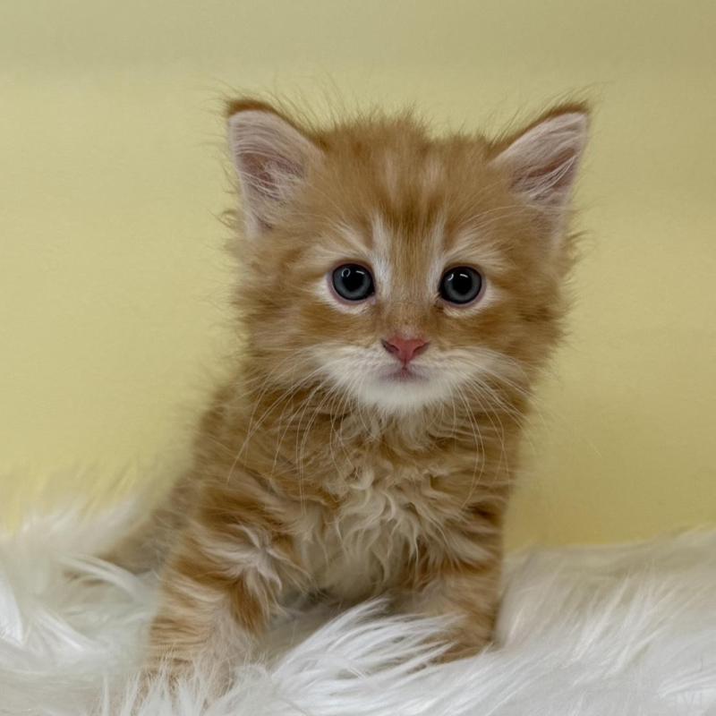 販売中の埼玉県のサイベリアン-135909の1枚目