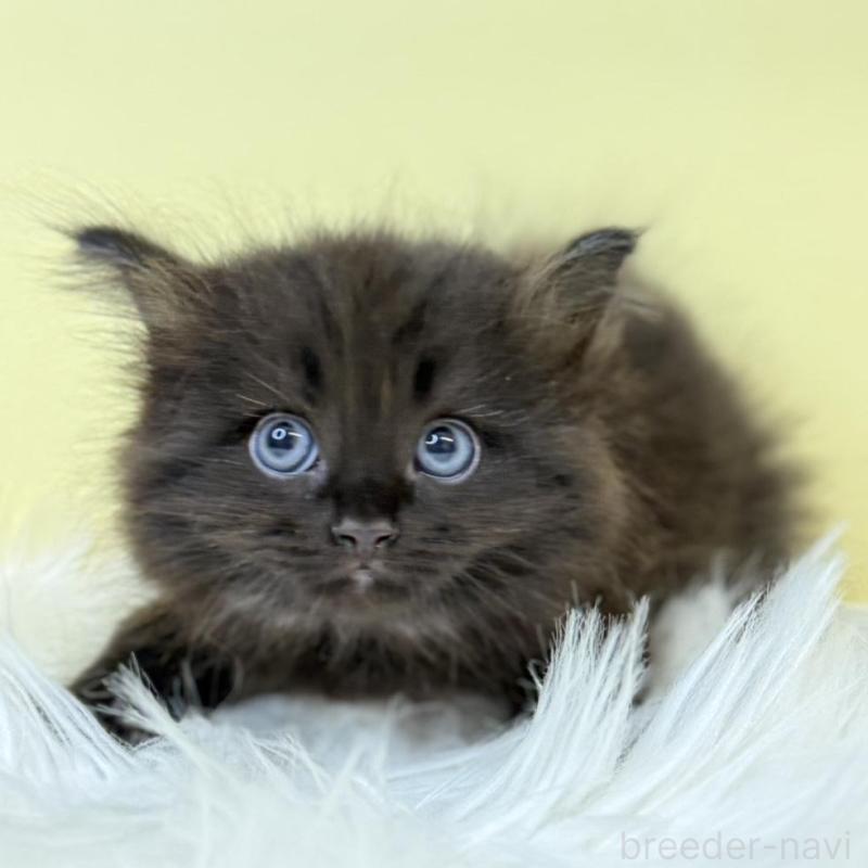 販売中の埼玉県のサイベリアン-135908の4枚目