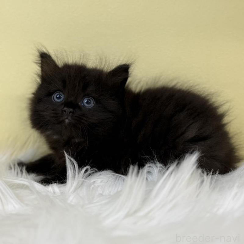 販売中の埼玉県のサイベリアン-135908の2枚目