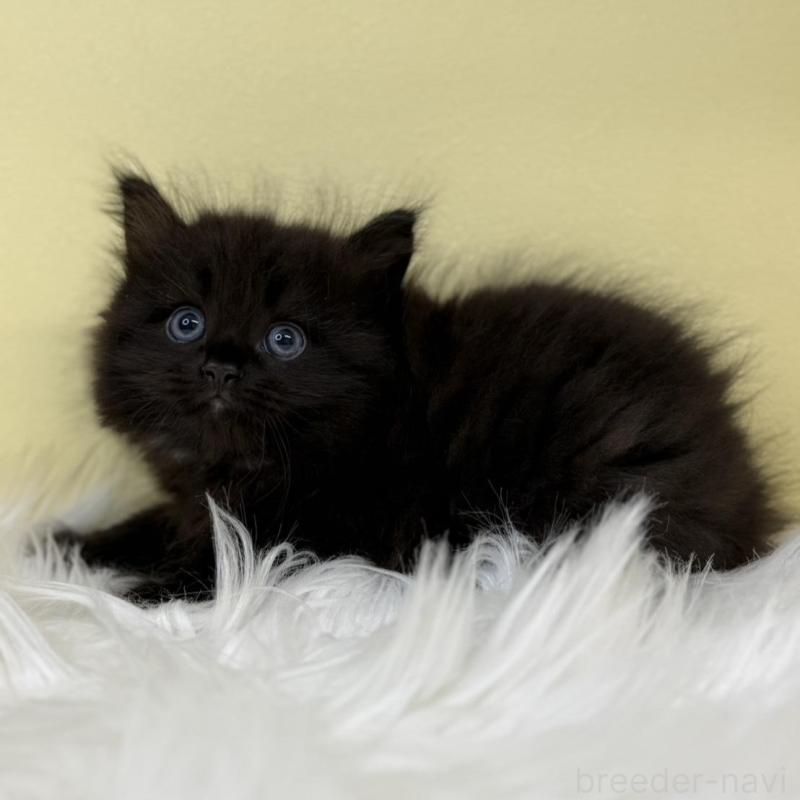 販売中の埼玉県のサイベリアン-135908の1枚目