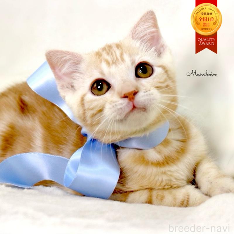 販売中の栃木県のマンチカン-133765の1枚目