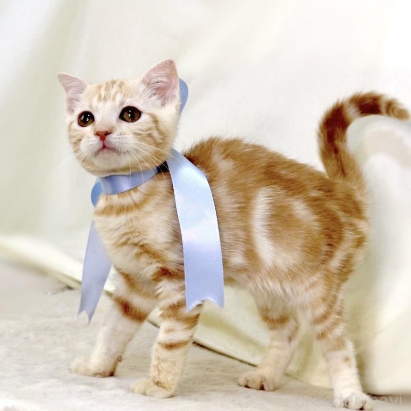 販売中の栃木県のマンチカン-133765の8枚目