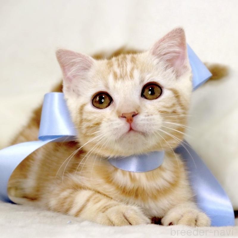 販売中の栃木県のマンチカン-133765の7枚目