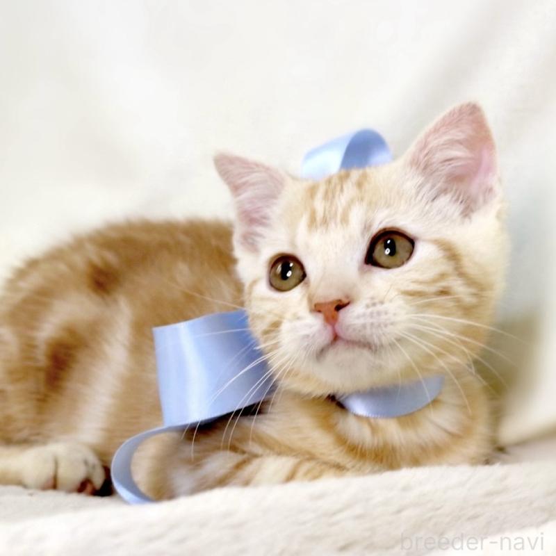 販売中の栃木県のマンチカン-133765の6枚目