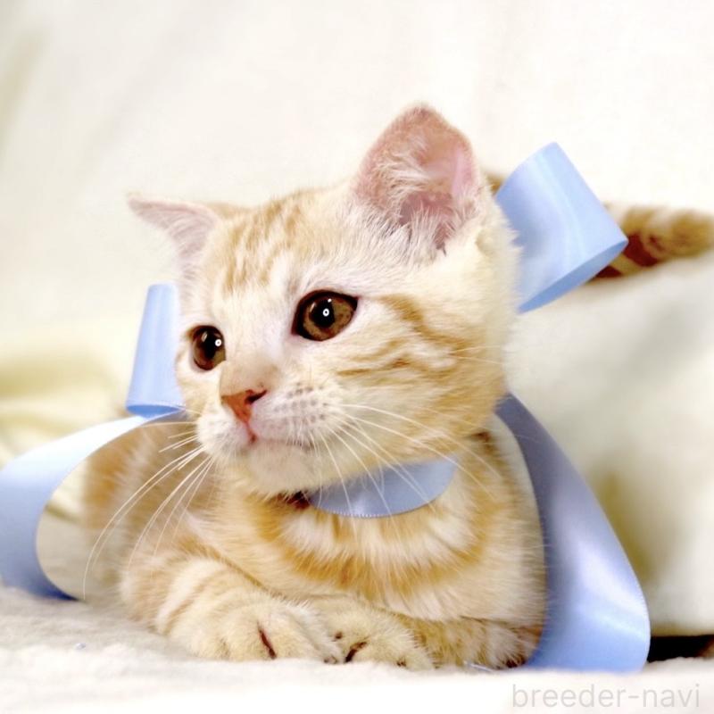 販売中の栃木県のマンチカン-133765の5枚目