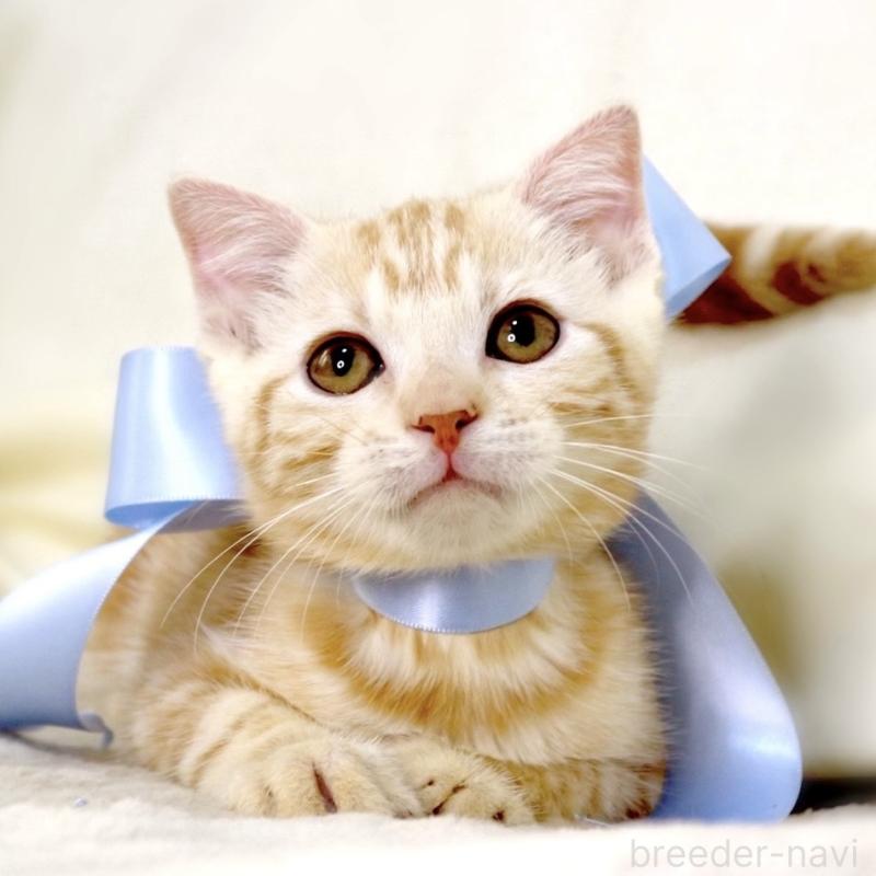 販売中の栃木県のマンチカン-133765の4枚目