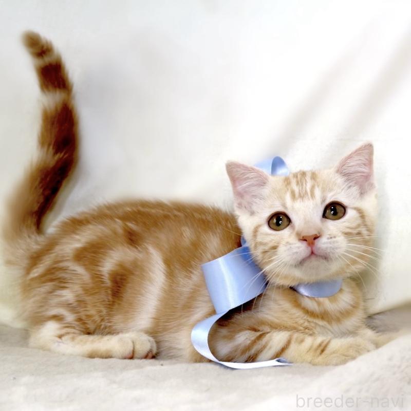 販売中の栃木県のマンチカン-133765の3枚目