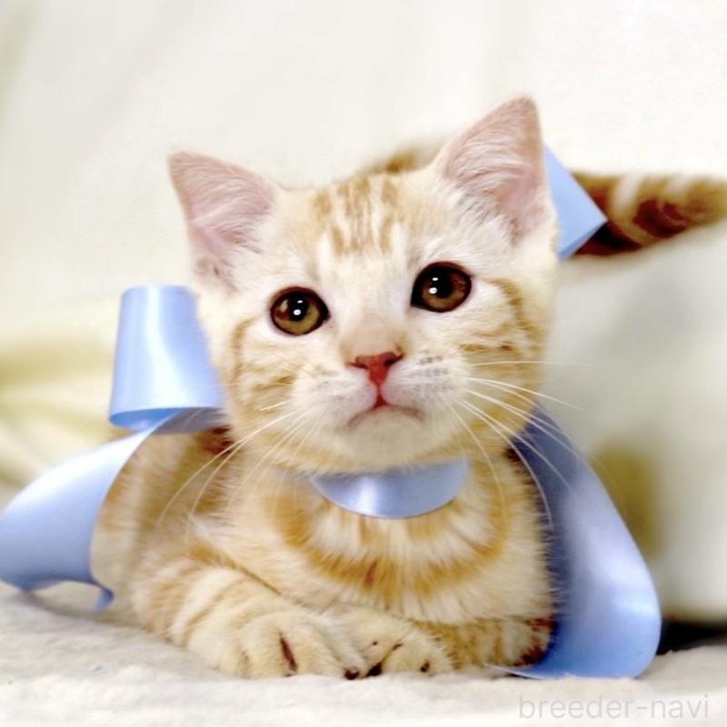 販売中の栃木県のマンチカン-133765の2枚目