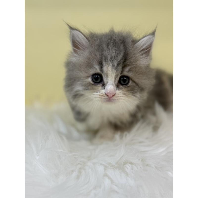 販売中の埼玉県のサイベリアン-135910の4枚目