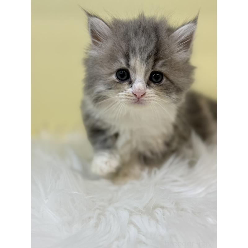 販売中の埼玉県のサイベリアン-135910の3枚目