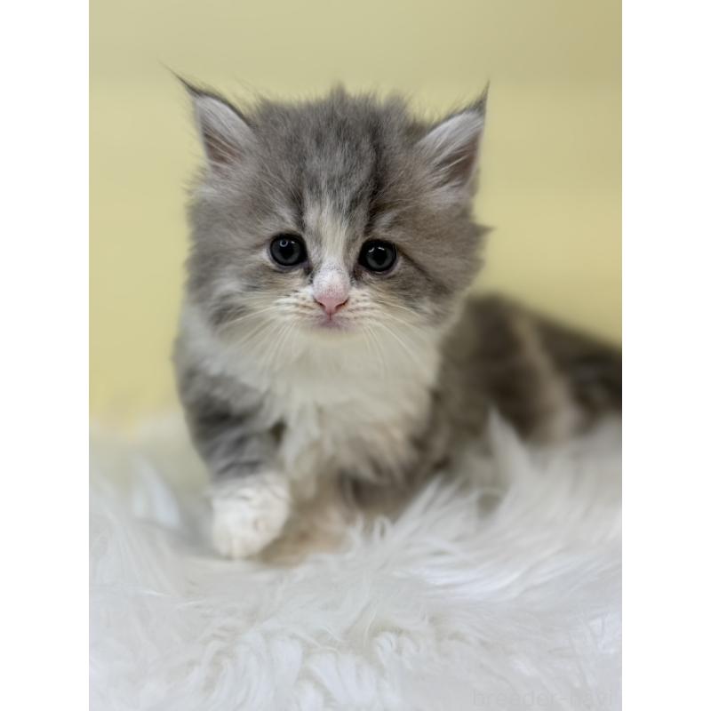 販売中の埼玉県のサイベリアン-135910の2枚目