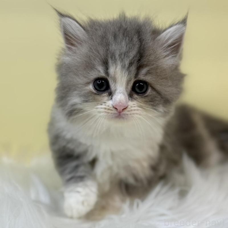 販売中の埼玉県のサイベリアン-135910の1枚目