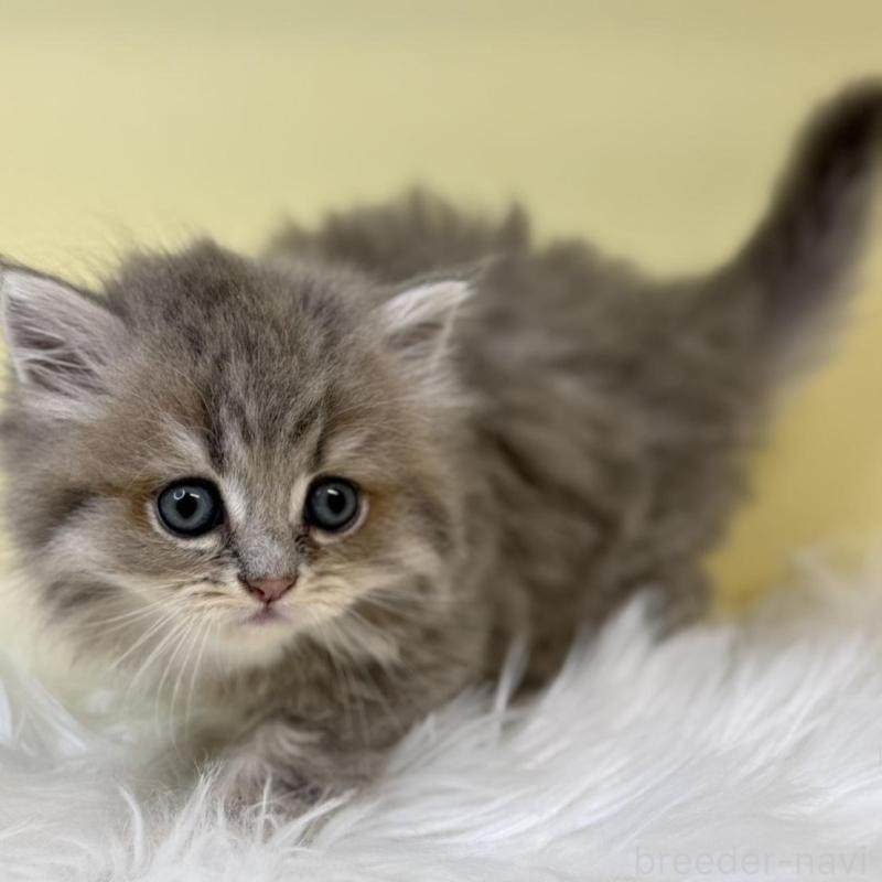 販売中の埼玉県のサイベリアン-135911の1枚目