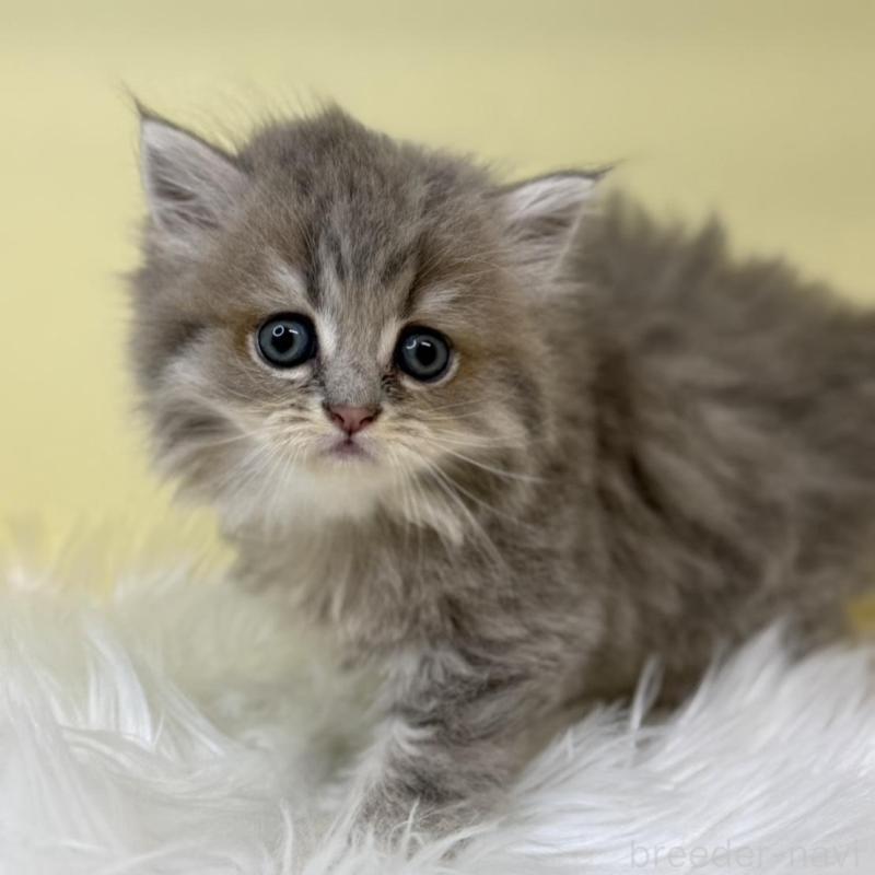 販売中の埼玉県のサイベリアン-135911の4枚目