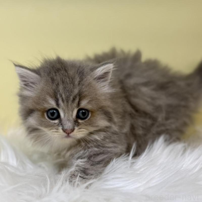 販売中の埼玉県のサイベリアン-135911の3枚目