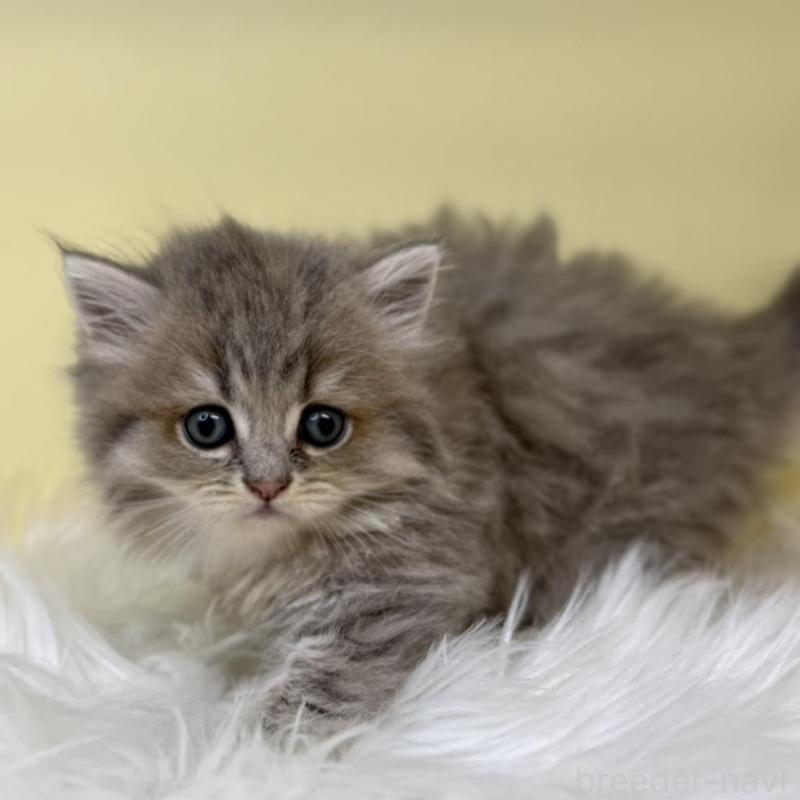 販売中の埼玉県のサイベリアン-135911の2枚目