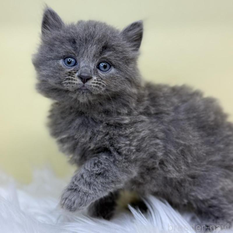 販売中の埼玉県のサイベリアン-135912の1枚目