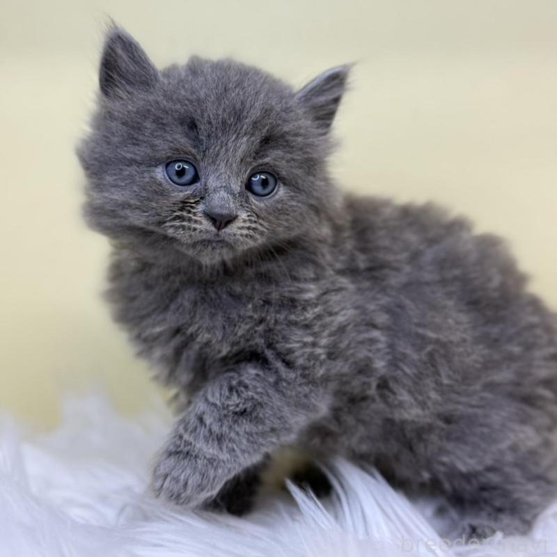 販売中の埼玉県のサイベリアン-135912の4枚目