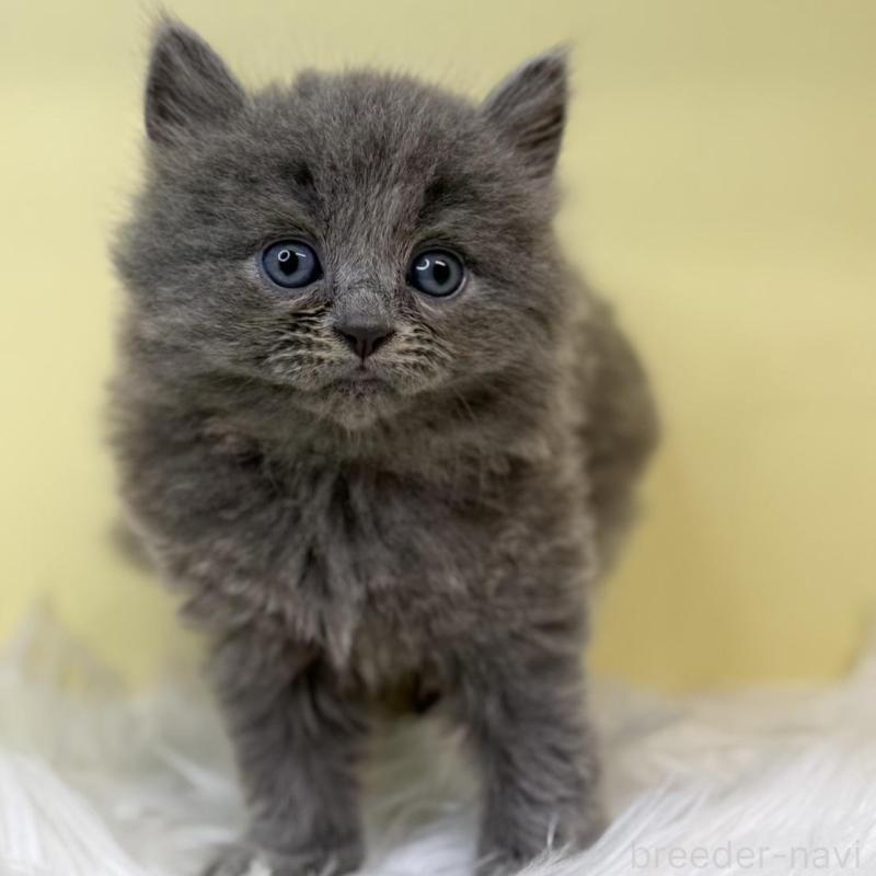 販売中の埼玉県のサイベリアン-135912の3枚目