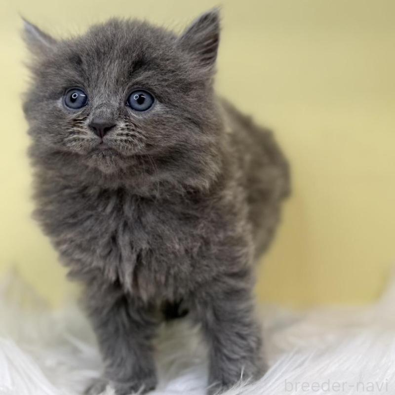 販売中の埼玉県のサイベリアン-135912の2枚目