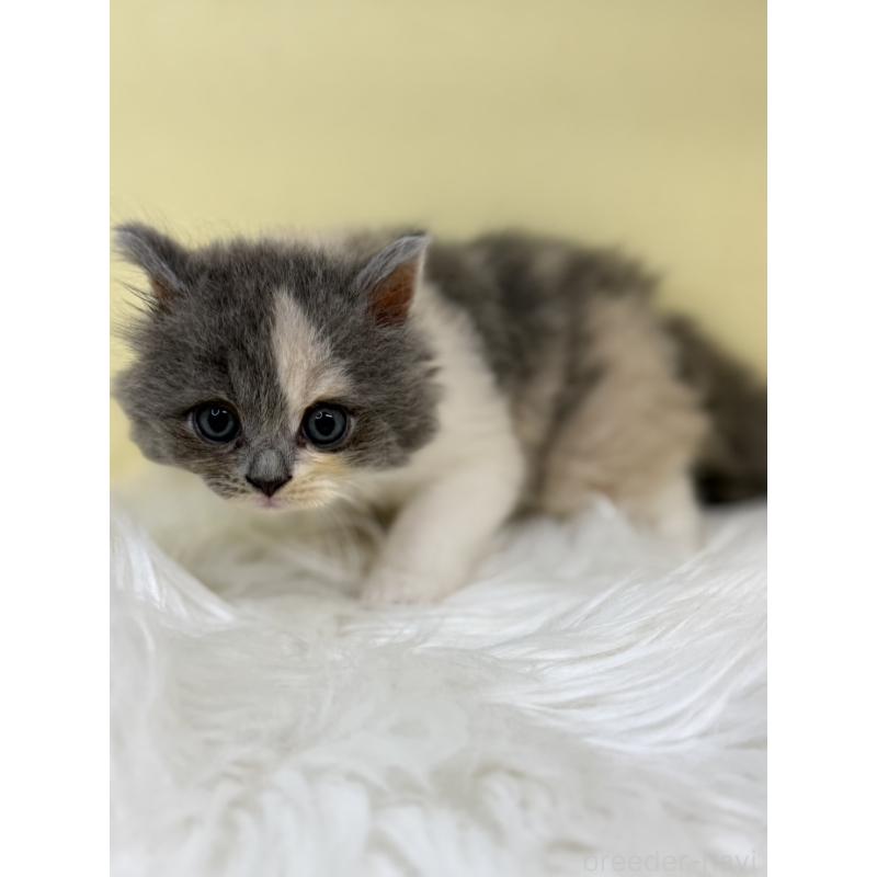 販売中の埼玉県のサイベリアン-135913の4枚目