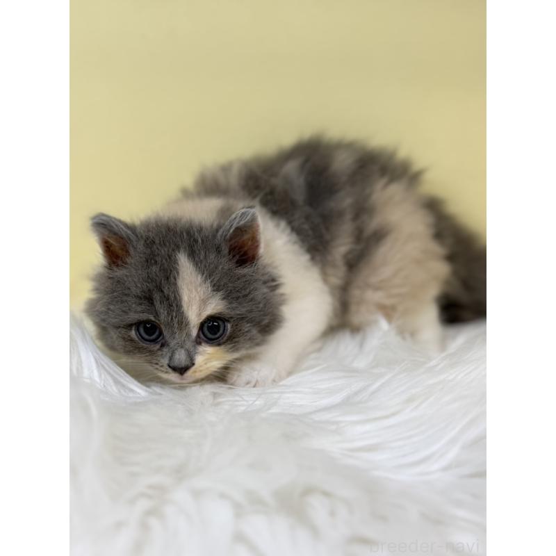 販売中の埼玉県のサイベリアン-135913の3枚目