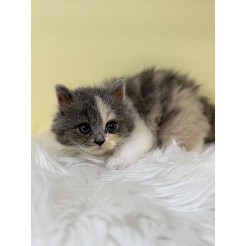 販売中の埼玉県のサイベリアン-135913の2枚目