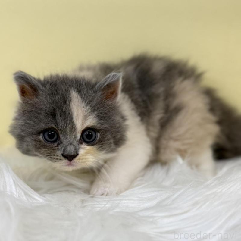 販売中の埼玉県のサイベリアン-135913の1枚目