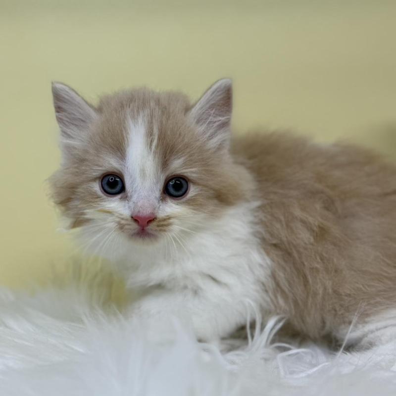 販売中の埼玉県のサイベリアン-135915の1枚目