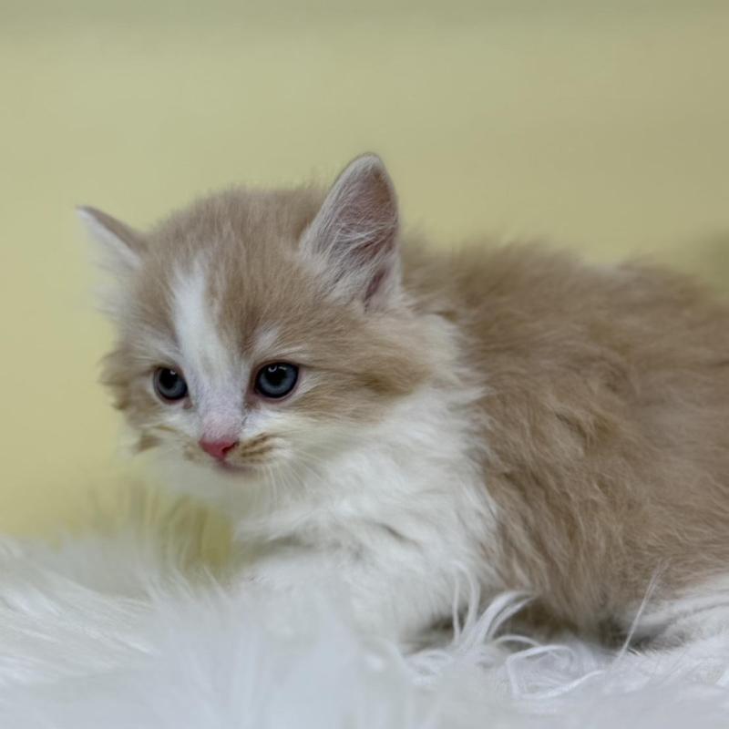 販売中の埼玉県のサイベリアン-135915の4枚目