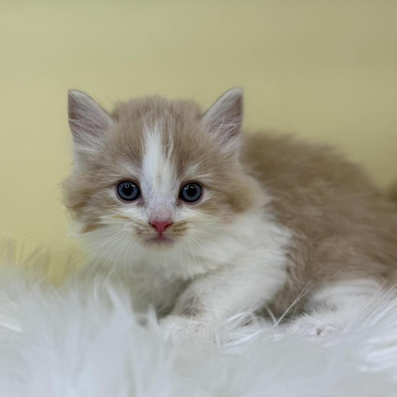 販売中の埼玉県のサイベリアン-135915の3枚目