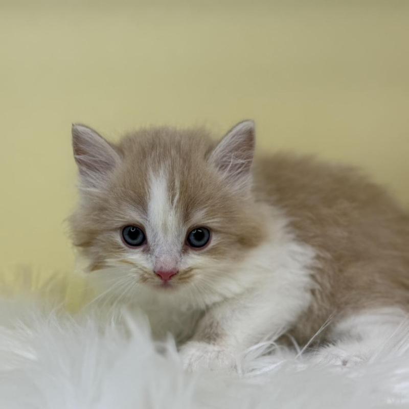 販売中の埼玉県のサイベリアン-135915の2枚目