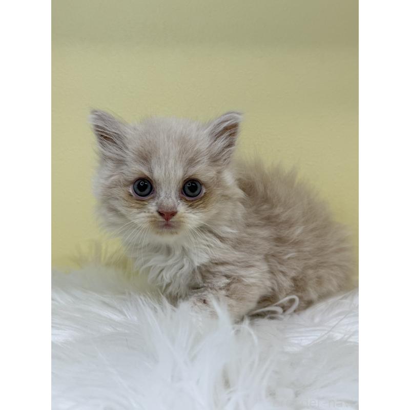 販売中の埼玉県のサイベリアン-135914の4枚目